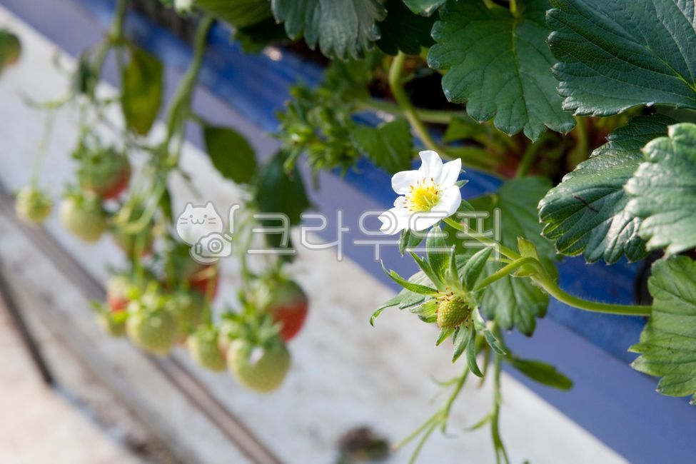 Strawberry cultivation,plant,strawberry,strawberry field,strawberry flower