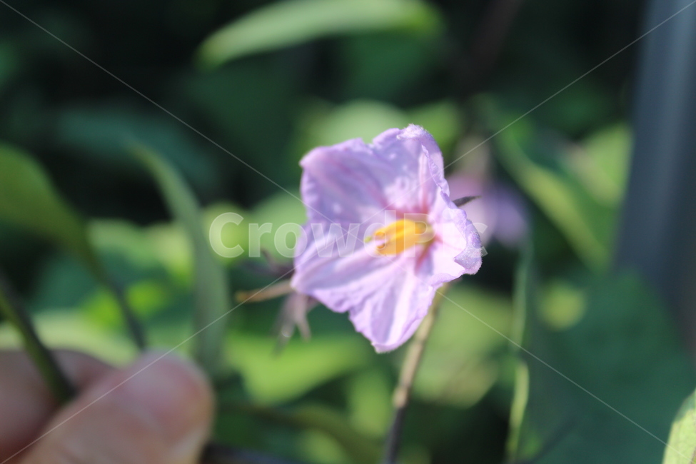 보라색,가지꽃,가지,보라,가지나무