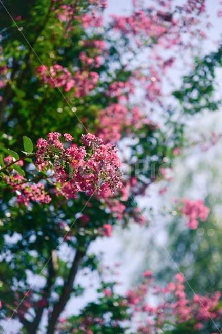 배롱나무꽃,꽃나무,여름꽃,가을,핑크,예쁜사진,식물,자연,plants,nature,꽃,flower,감성,sensible,feeling