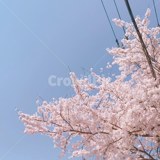 봄,벚꽃,spring,cherryblossom,벚나무,봄날,하늘,꽃,분홍,전깃줄,꽃잎,파란하늘,구름없는,감성