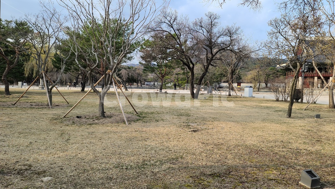 ground,바닥,식물,tree,나무