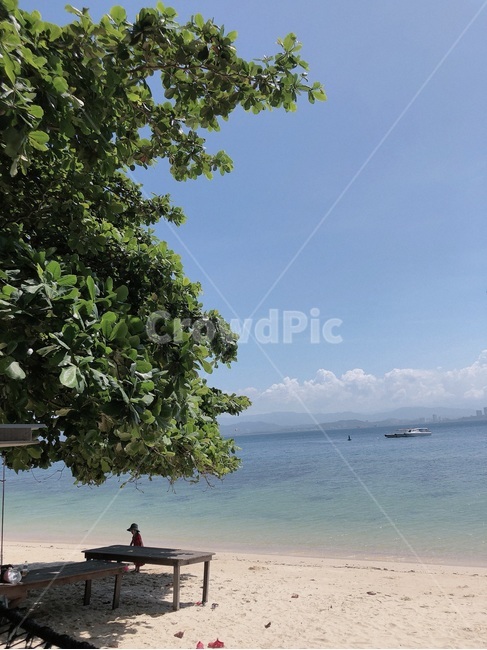 nature,자연,바다,sea,나무