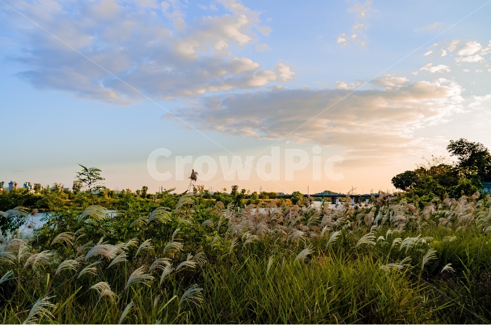 광주,바람,구름,노울,갈대,자연,풍경,nature,landscape,outdoors,옥외,grass,잔디,plant,식물,grassland,목초지,field,들