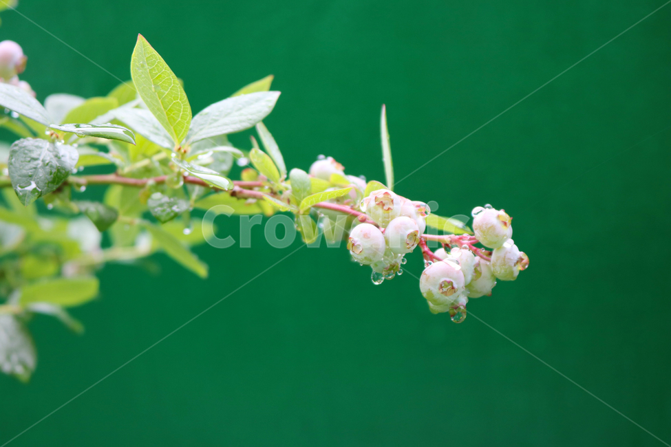 블루베리,자연,식물,열매,빗방울,싱그러움,berry,fruit,blueberry,plant,nature