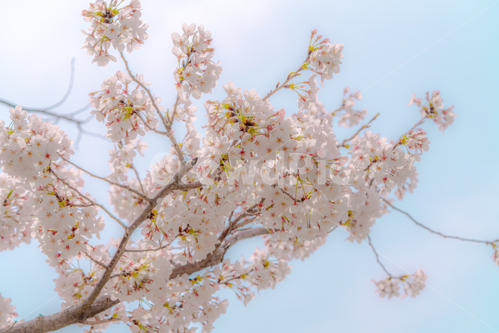 cherryblossom,cherry,background,season,pink,natural,nature,blossom,plant,beautiful,flower,spring,tree,bloom,fullbloom,벚꽃,버찌,벚나무,배경,벚꽃시즌,분홍,핑크,자연,식물,아름다움,꽃,봄,나무,만개,clear,fine,sky,skybackground,soft,청명한,하늘,하늘배경,봄,계절,spring,season