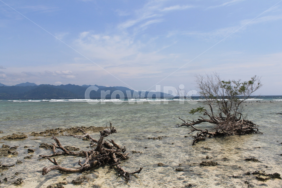 인도네시아,길리,해변,나무,나무해변,indonesia,gili,beach,beachandtree,vacation,nature,sea,고즈넉