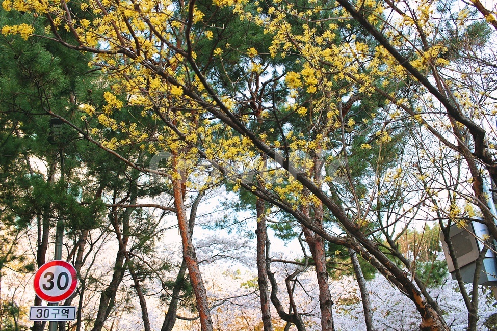 개나리,봄,풍경,봄풍경,자연,꽃,나무