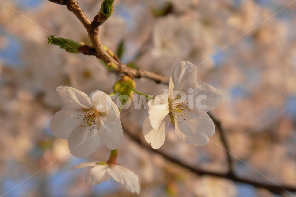 자연,꽃,봄,벚꽃,감성사진,봄,계절,spring,season,식물,자연,plants,nature,꽃,flower,감성,sensible,feeling,plant