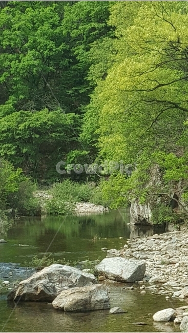 식물,자연,forest,나무,water,계곡,숲,tree