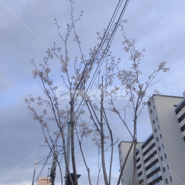 벚꽃,봄,건물,하늘,나무,봄날,따뜻한,봄바람,나들이