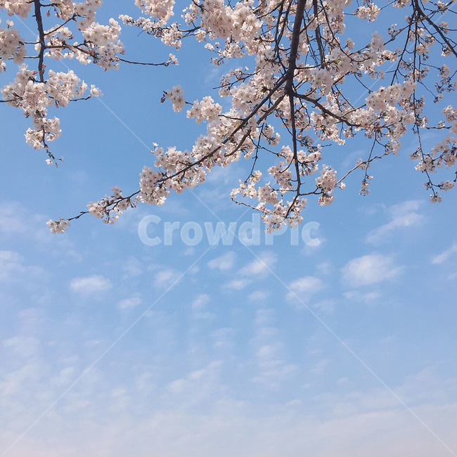 spring,벚꽃,봄,나무,하늘,꽃,sakura,tree,flower,sky,cherryblossom,사쿠라,분홍색,pink,하늘색,배경,background,벚나무