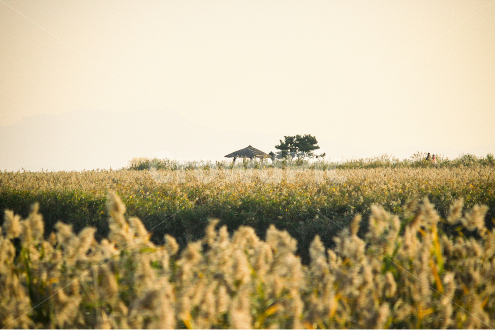자연,풍경,갈대,갈대밭,식물,순천만,만,reed,plant,nature,landscape,가을,계절,fall,autumn,seasons,bay,suncheonbay,나무,정자,tree,pavilion,gazebo,summerhouse,가을,계절,fall,autumn,season,자연,풍경,nature,landscape,식물,plants,field,들