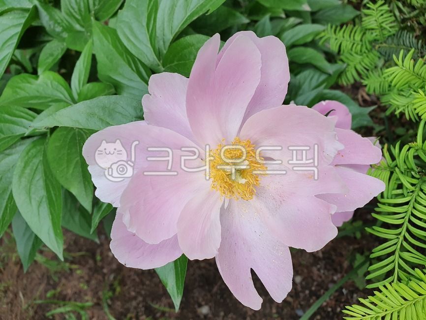 작약, 꽃, 분홍, 핑크, flower, 사진,이미지,일러스트,캘리그라피 - Npong11h작가