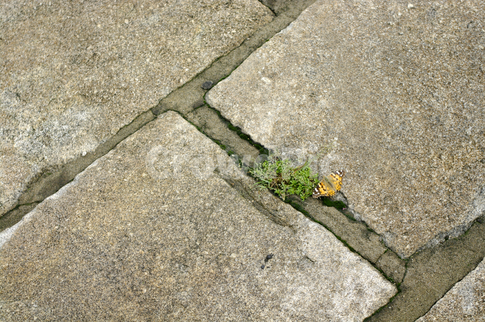 traditional,박석,돌,꽃,flower,식물,plant,식물,자연,plants,nature