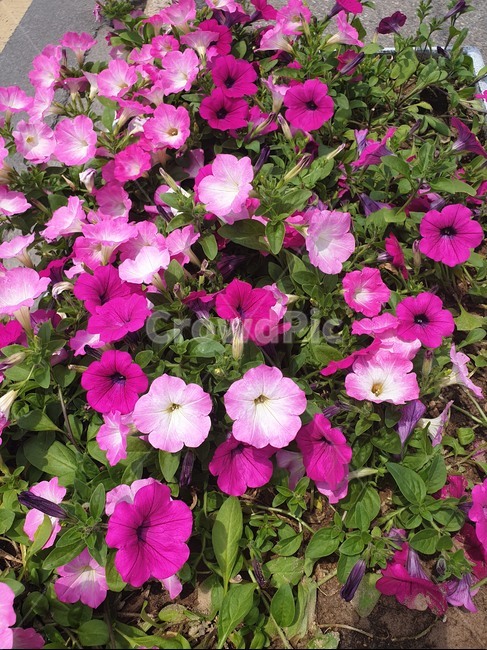 꽃,여름,길가,분홍,핑크,자연