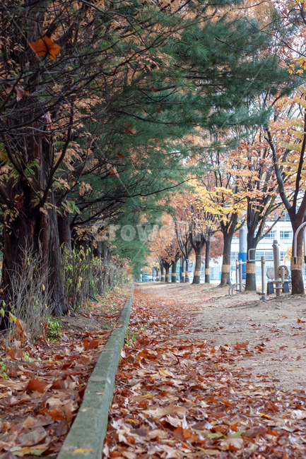 낙엽,단풍,가을,산책로,가로수,tree,나무,plant,식물,tree trunk,나무 줄기,leaf,잎