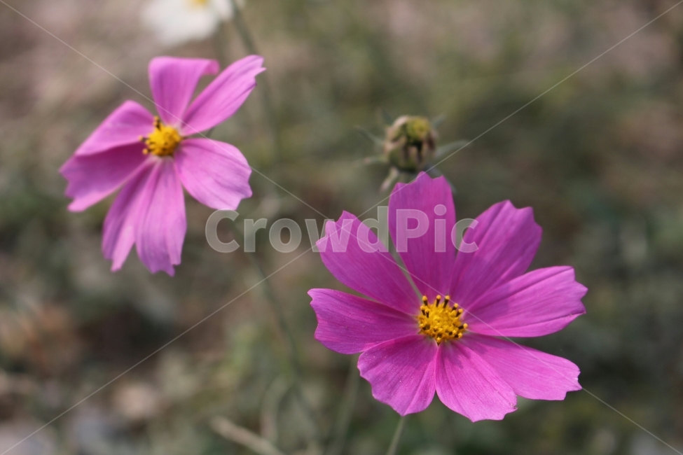 꽃,분홍,식물,꿀벌,코스모스,벌,아름다움,풍경,맑음,접사,가을,cosmos,nature,감성사진,계절,fall,autumn,season,힐링,휴식,rest,relaxation,healing,자연,plants,색채,색감,핑크,pink,색상,색깔,식물,자연,plants,nature,꽃,flower