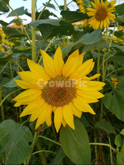 화창한,해바라기,초록,노랑,씨앗,식물,자연,plants,nature,꽃,flower
