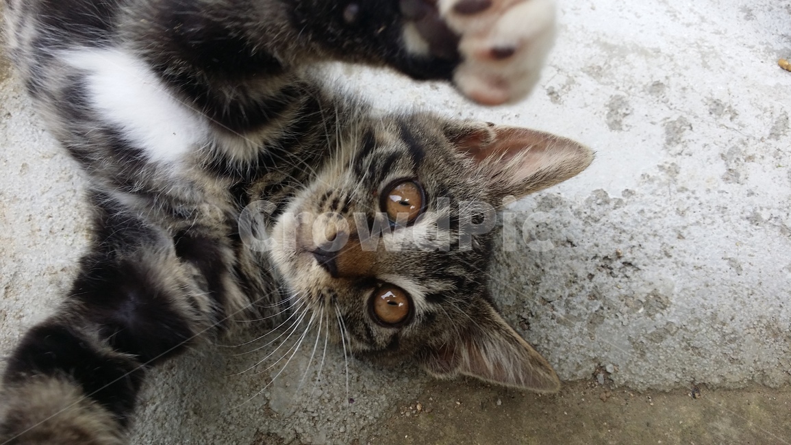 고양이,동물,반려묘,cat,반려동물,동물,animal,포유류,mammal,고양이,cat,kitten,kitty