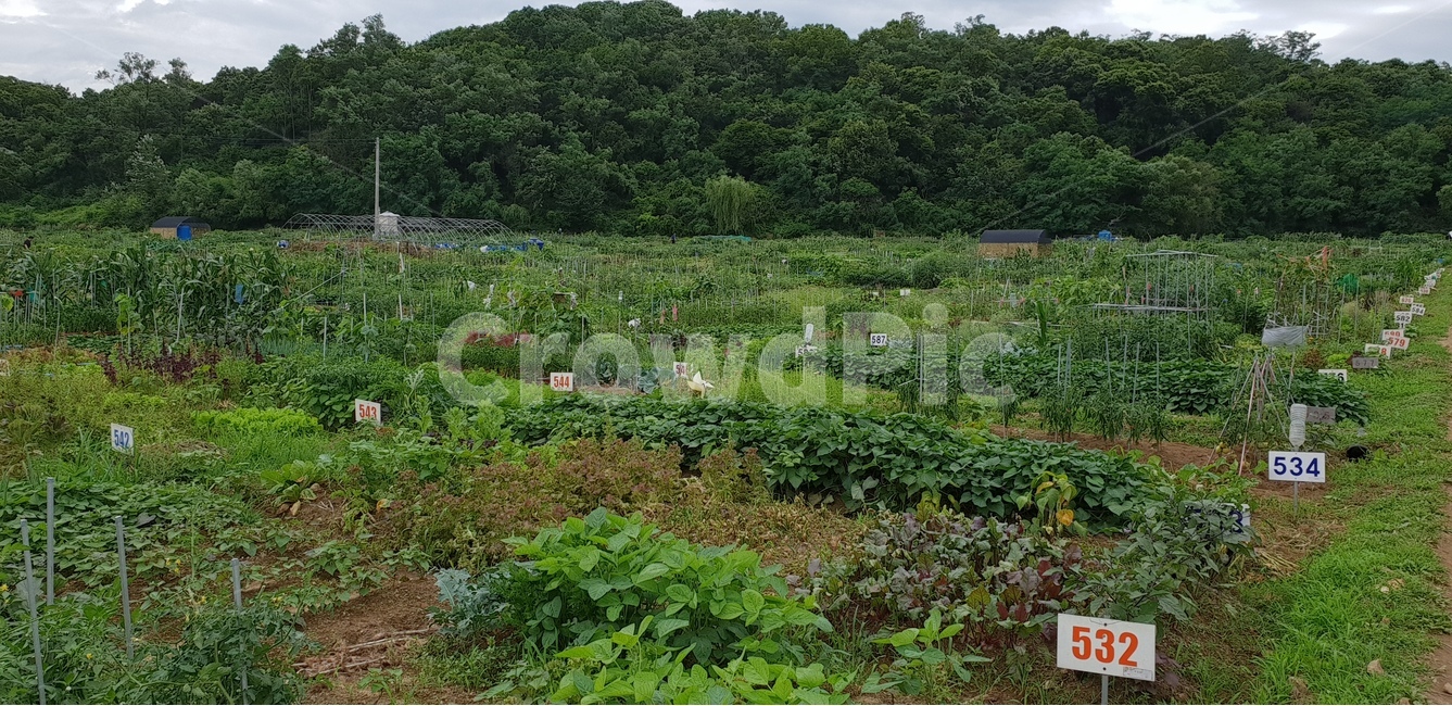 주말농장,농사,도시농촌,시골,시골풍경,산업,industry,industrial,농업,농사,agriculture,farming,farming industry