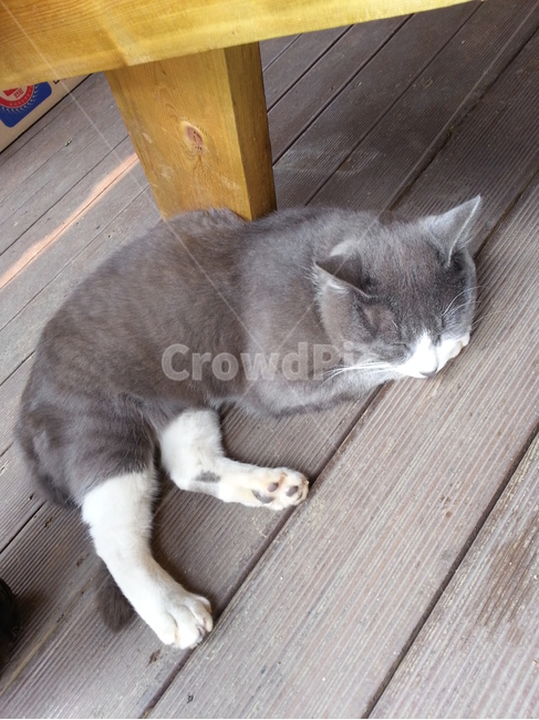 고양이,냥이,동물,귀여운,냥냥이,회색,길냥이,동물,animal,포유류,mammal,고양이,cat,kitten,kitty
