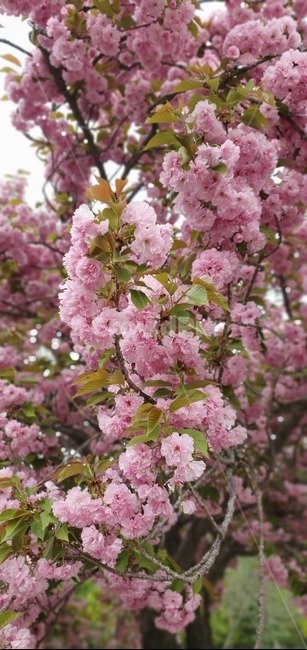 꽃,flower,blossom,식물,벚꽃,겹벚꽃,plant,나무,봄,계절,spring,season