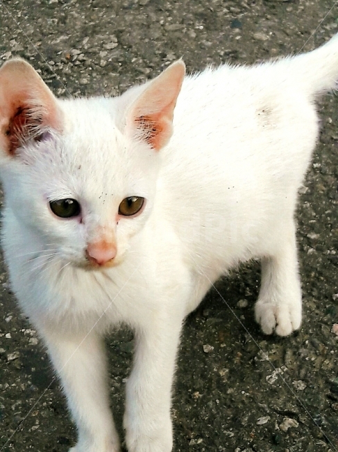 슬픔,불쌍,동물,반려고양이,흰고양이,동물,animal,포유류,mammal,고양이,cat,kitten,kitty