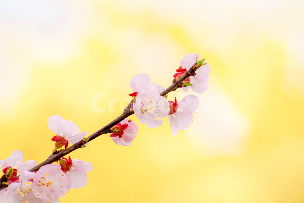 spring,beauty,apricot flower,tree,fantastic,flower