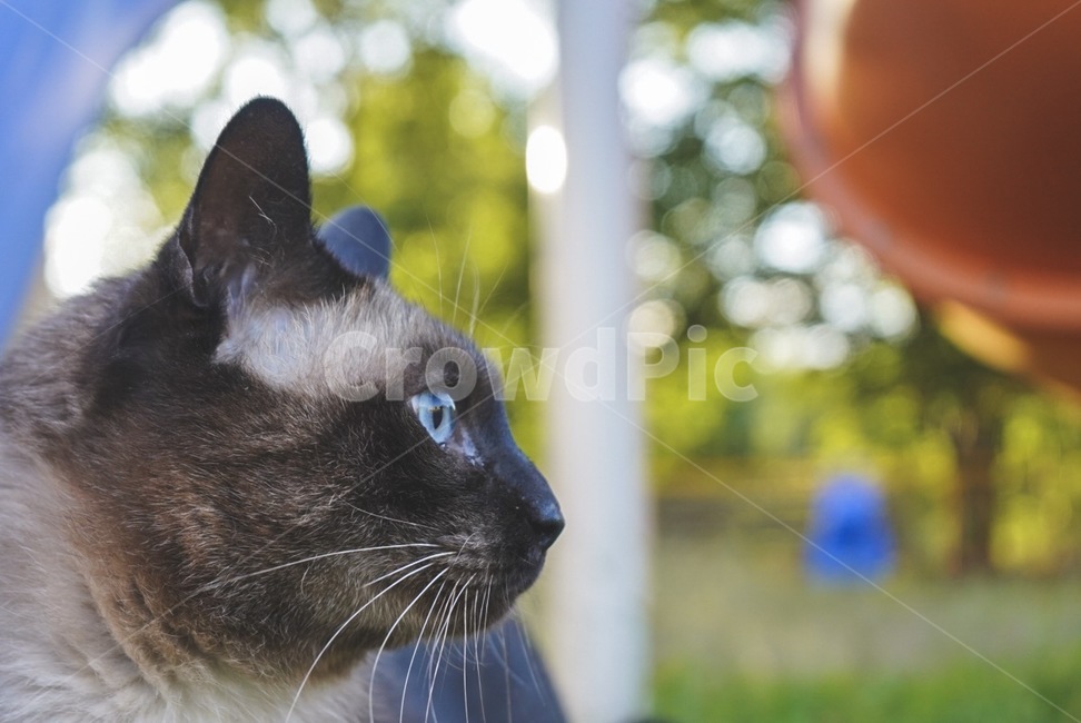 고양이,샴,샴고양이,siam,cat,동물,animal,포유류,mammal,고양이,cat,kitten,kitty