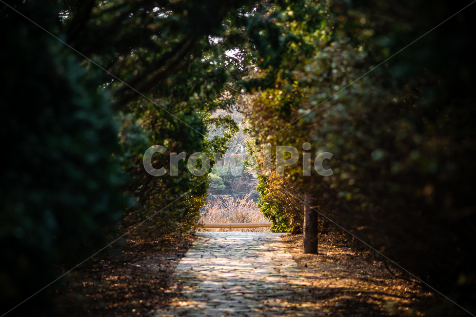 길,오솔길,road,좁은길,숲속길,통로,path,forest,자연,풍경,nature,landscape