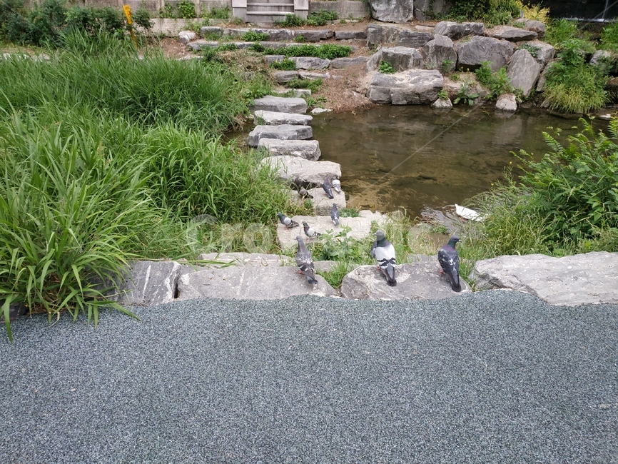 비둘기,비둘기떼,개천,다리,돌다리,동물,animal,조류,새,birds