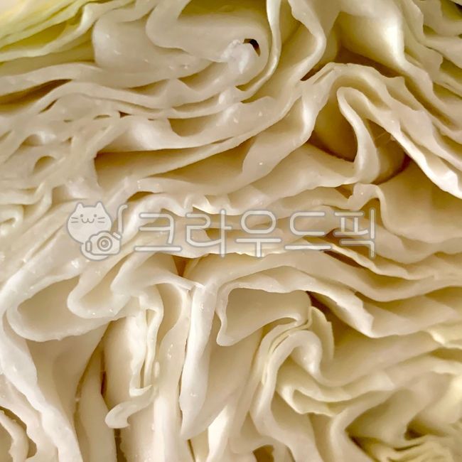 cabbage cross section,cabbage,curve,vegetable