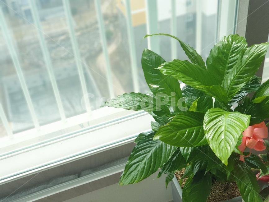 homedecor,가정장식,plant,식물,leaf,잎,스파트필림,초록,푸르름,봄느낌