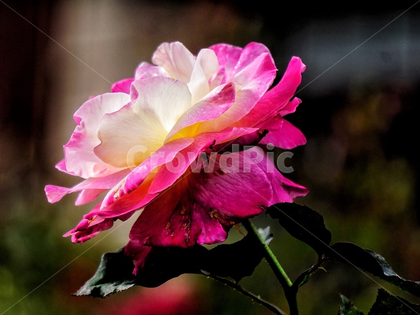 장미,꽃,식물,로즈,plant,rose,flower,rosebud,식물,자연,plants,nature,꽃,flower