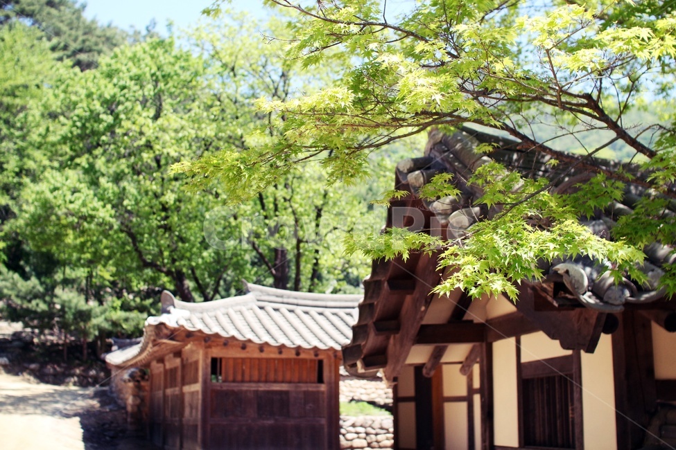 자연,집,계절,기와집,봄,한국전통,한국문화,korean traditional,korean culture,건축물,건물외관,exterior,building,structure,architecture,construction