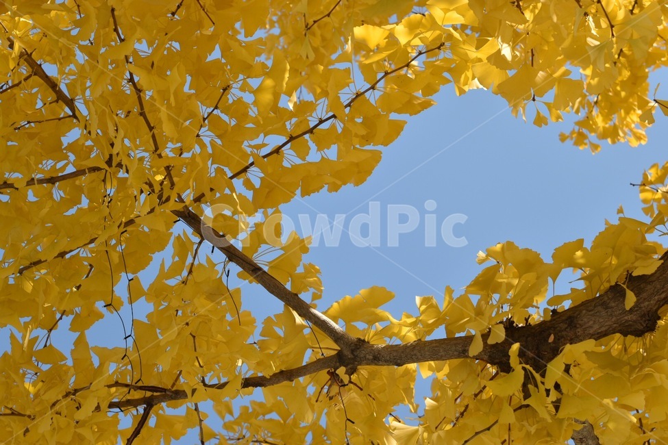 노랑,가을,단풍,은행나무,은행잎,가을,계절,fall,autumn,season,식물,자연,plants,nature,leaf,잎,plant,tree,나무