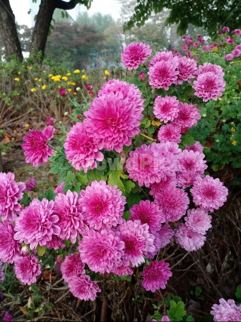 국화,꽃,식물,flower,plant,식물,자연,plants,nature,꽃,flower