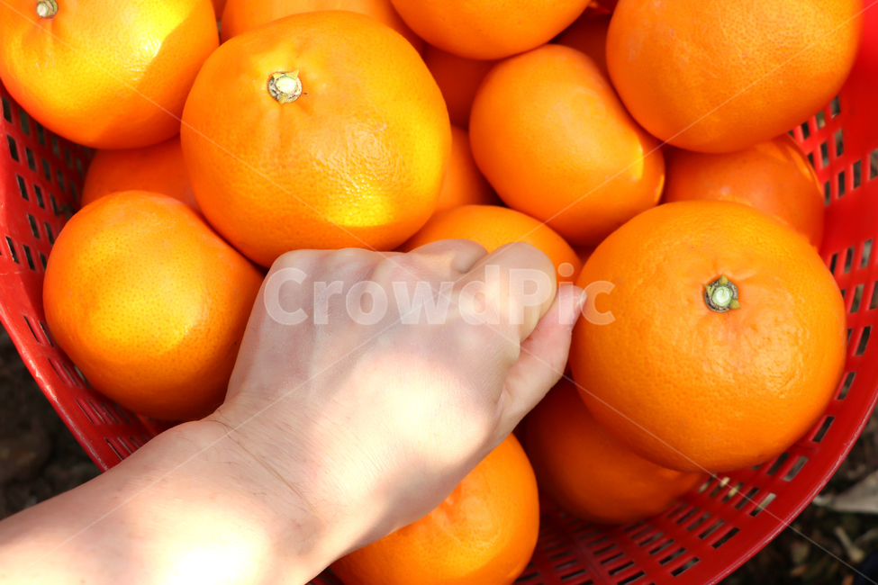 천혜향,제주천혜향,감귤류,감귤류과일,fruit,음식,cheonhyehyang,주황색과일,과일,과일,열매,fruit
