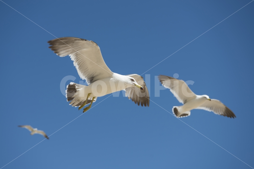 갈매기,하늘,날다,날개,푸른하늘,스카이,동물,새,sky,animal,gulls,bird,wings,fly,skyblue,blue,nature,동물,animal,조류,새,birds