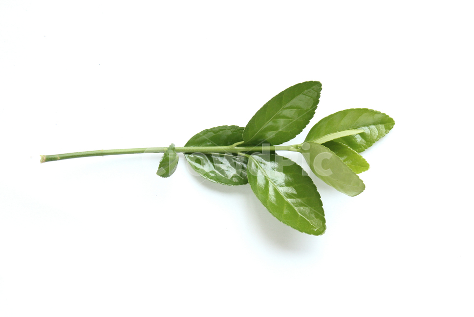 branch,closeup,fresh,green,leaf,leaves,macro,natural,nature,plant,white,가지,나뭇가지,나뭇잎,잎,잎사귀,자연,녹색,그린,클로즈업,신선한,흰배경,탑앵글,탑뷰,식물,자연,plants,nature,누끼,remove background