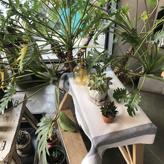 식물,녹색,푸르름,나뭇잎,이파리,실내용화초,화분,화초,house plant