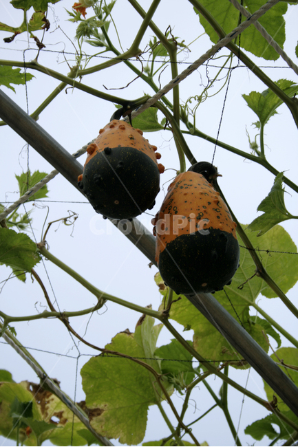 식물,plants,nature,색동호박,넝쿨,호박,식물,자연,plants,nature,채소,야채,vegetables