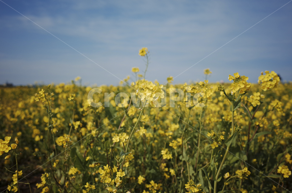 유채꽃,유채,plant,식물,flower,꽃,yellow,green,봄꽃,노란꽃,노란,초록,노랑