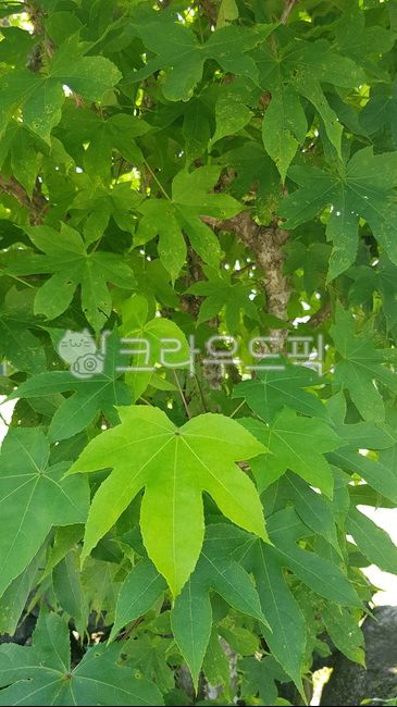엄나무,음나무,개두릅,가시줄기,식용식물,약용식물,엄나무잎,잎사귀,이파리,엉개나무,멍구나무