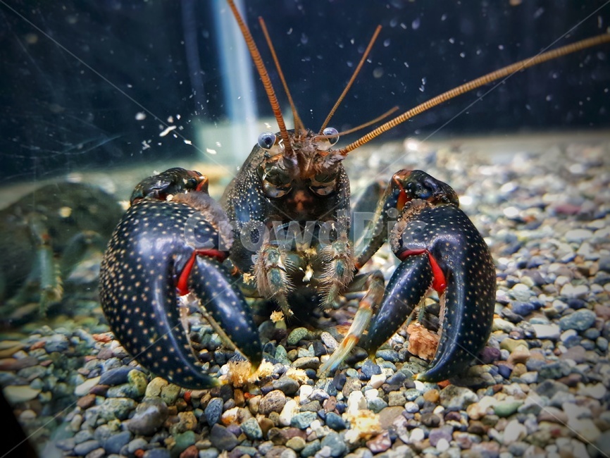 가재,쿠낙,호주가재,cheraxglaber,cheraxpreissi,동물,animal