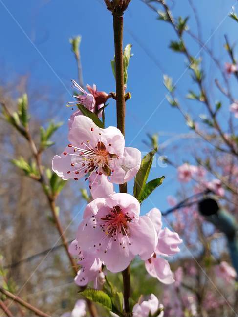 꽃,식물,하늘,봄,나무,꽃,flower