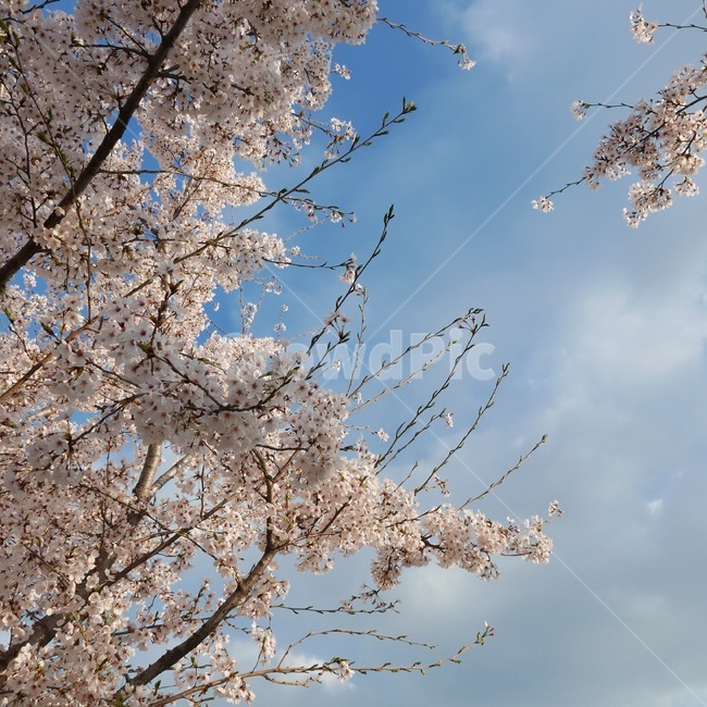 벚꽃,봄,체리블러썸,cherryblossom,하늘,꽃,spring,꽃구경,나들이,봄,계절,spring,season,자연,풍경,nature,landscape,plant,식물,blossom,cherry blossom,flower
