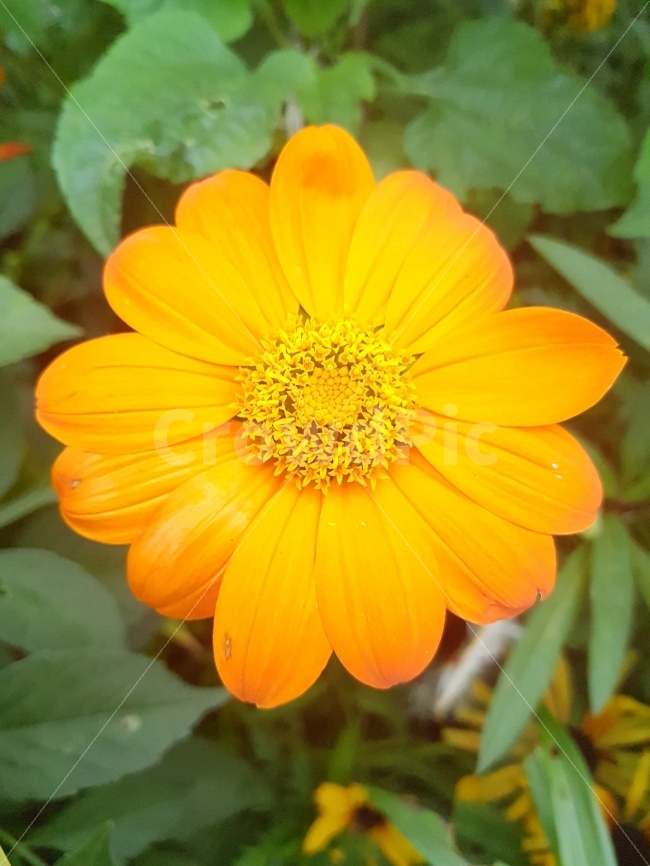 꽃,식물,자연,생태계,flower,plats,nature,식물,자연,plants,nature,꽃,flower