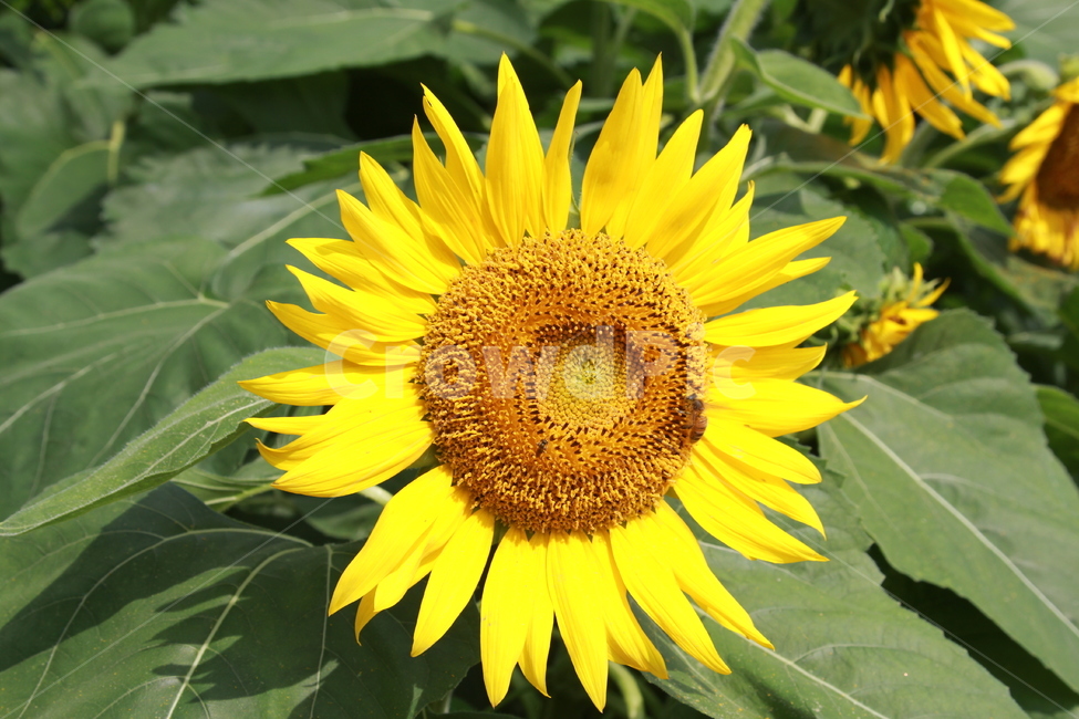 해바라기,강주마을,해바라기꽃,꽃,여름,식물,자연,plants,nature,꽃,flower