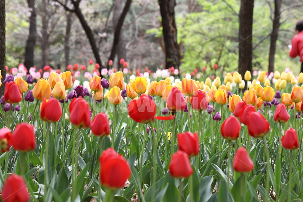 튤립,꽃,봄,계절,자연,공원,꽃밭,꽃길,색깔,tulips,flowers,spring,season,nature,field,park,colors,colorful,landscape,풍경,봄날,봄,계절,spring,season,식물,자연,plants,nature,꽃,flower,plant,blossom